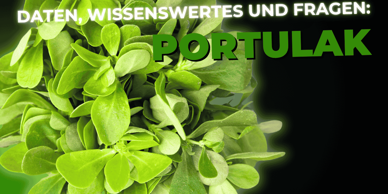 Lebensmittel-Wissen: Portulak