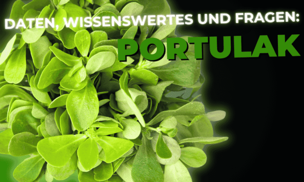 Lebensmittel-Wissen: Portulak