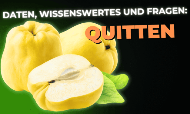 Lebensmittel-Wissen: die Quitte