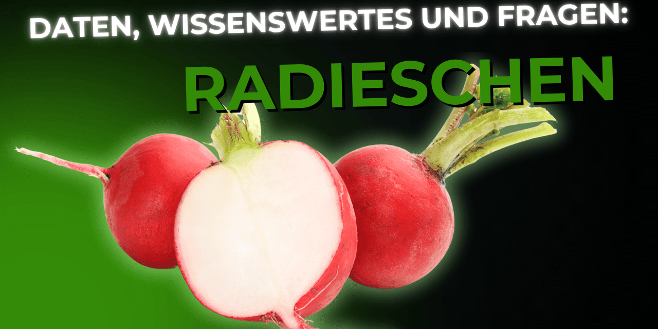 Lebensmittel-Wissen: Radieschen
