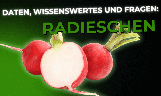 Lebensmittel-Wissen: Radieschen
