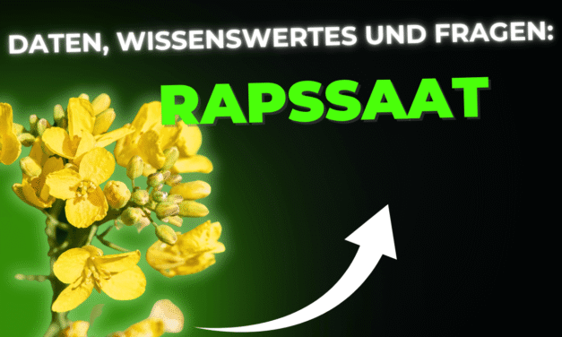 Lebensmittel-Wissen: Rapssaat