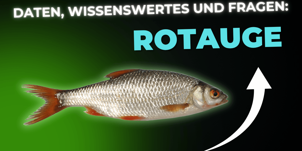Lebensmittel-Wissen: das Rotauge