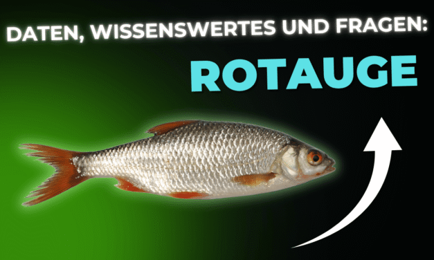 Lebensmittel-Wissen: das Rotauge