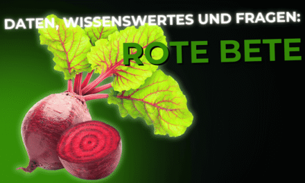 Lebensmittel-Wissen: Rote Bete