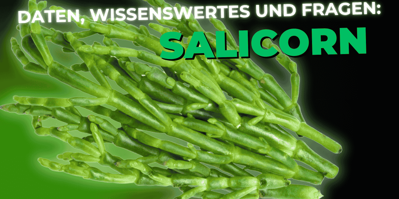 Lebensmittel-Wissen: Salicorn – Salzkraut
