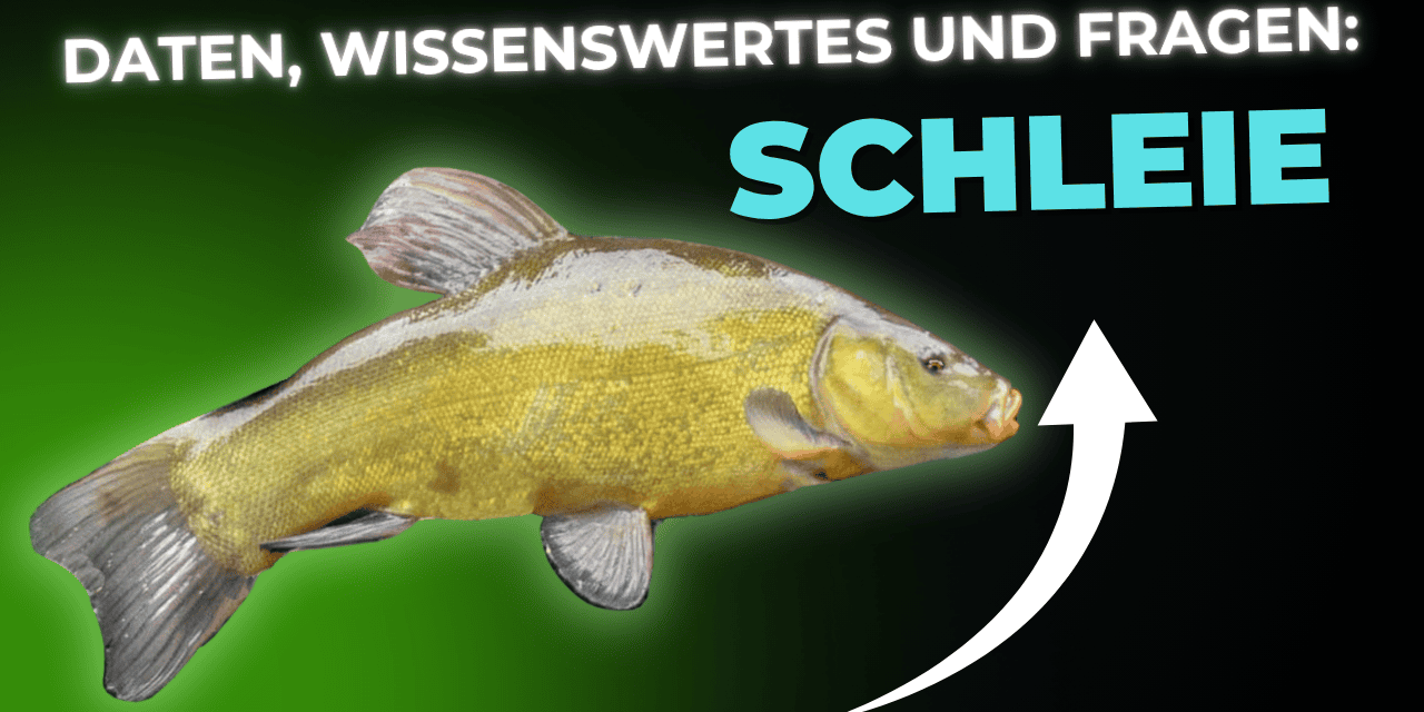 Lebensmittel-Wissen: die Schleie