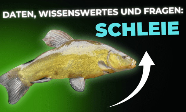 Lebensmittel-Wissen: die Schleie