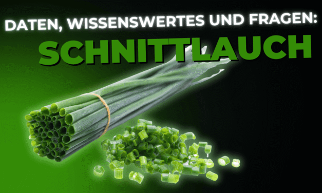 Lebensmittel-Wissen: Schnittlauch