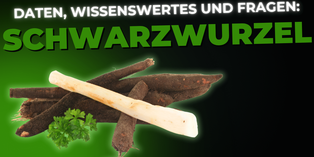 Lebensmittel-Wissen: Schwarzwurzeln