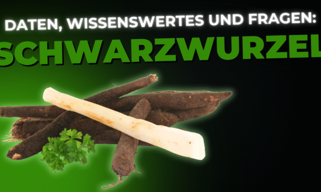 Lebensmittel-Wissen: Schwarzwurzeln