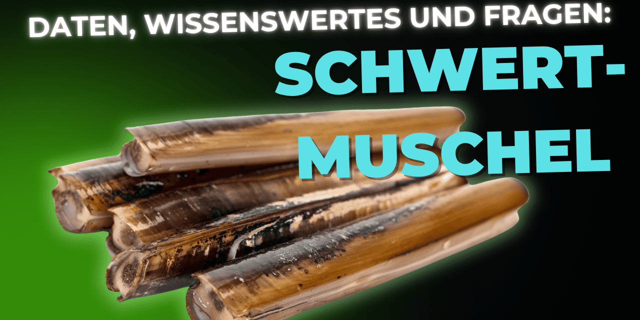 Lebensmittel-Wissen: Schwertmuscheln