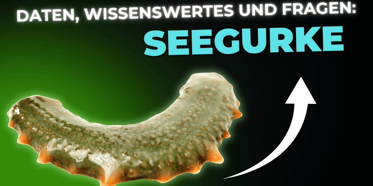 Lebensmittel-Wissen: die Seegurke