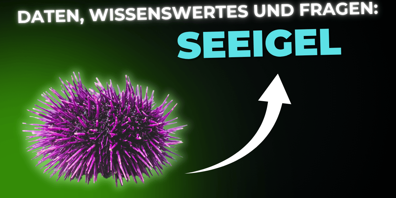 Lebensmittel-Wissen: der Seeigel