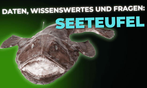 Lebensmittel-Wissen: Seeteufel