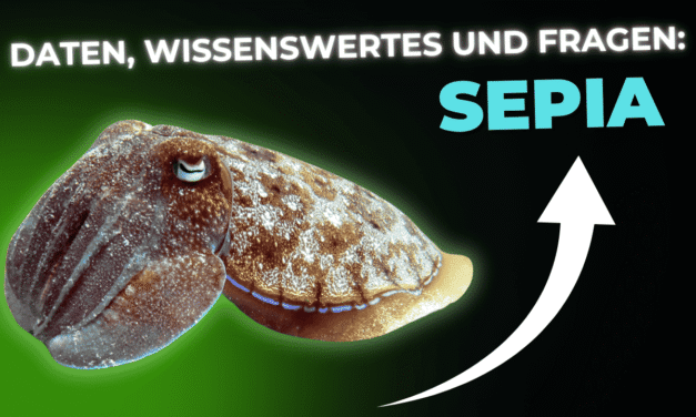 Lebensmittel-Wissen: Sepia