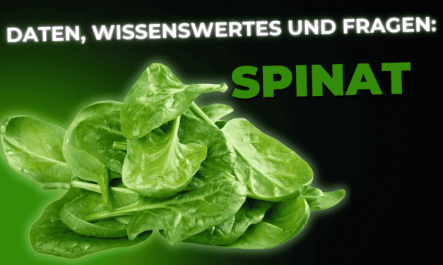 Lebensmittel-Wissen: Spinat