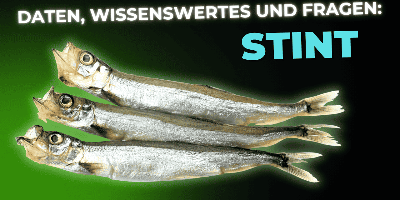 Lebensmittel-Wissen: der Stint