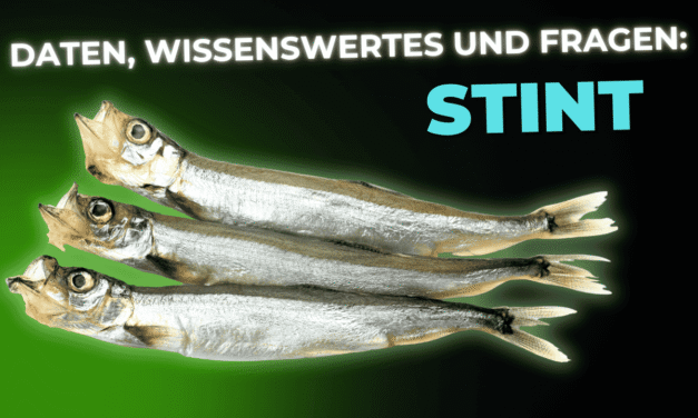 Lebensmittel-Wissen: der Stint