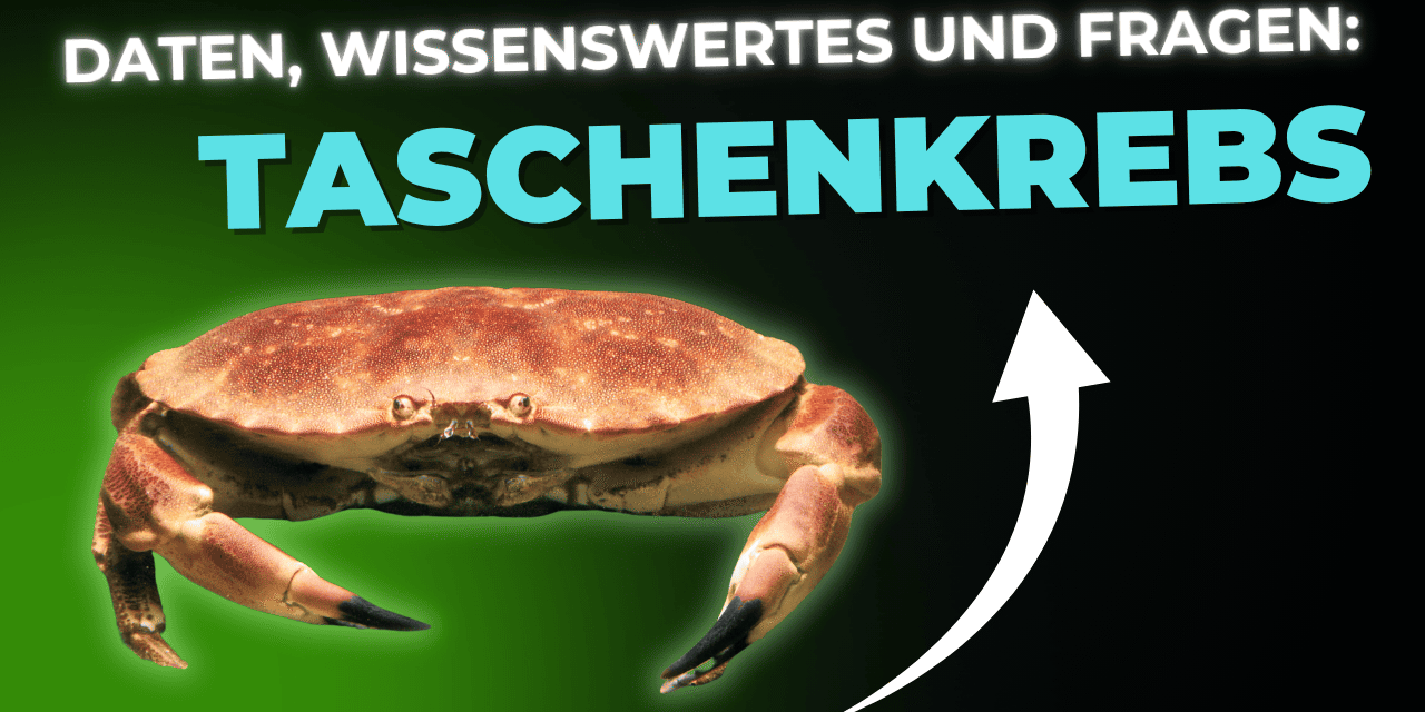 Lebensmittel-Wissen: Taschenkrebse