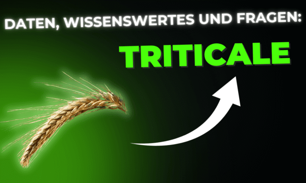Lebensmittel-Wissen: Triticale