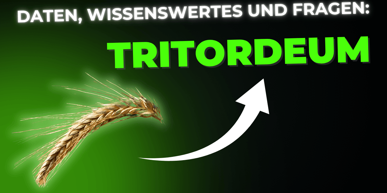 Lebensmittel-Wissen: Tritordeum