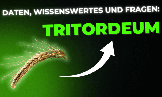 Lebensmittel-Wissen: Tritordeum