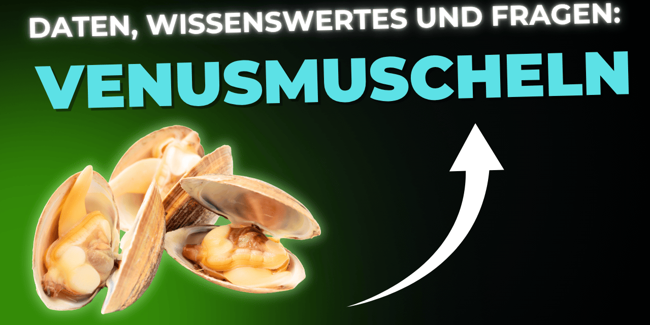 Lebensmittel-Wissen: Venusmuscheln
