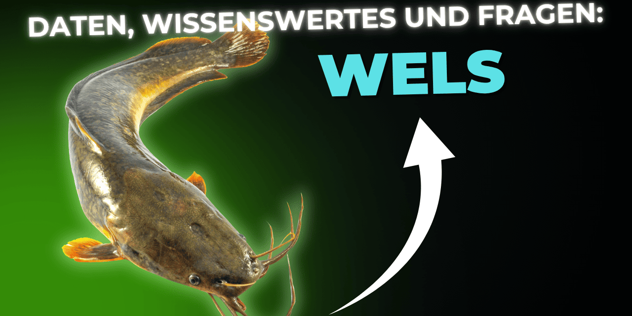 Lebensmittel-Wissen: der Wels
