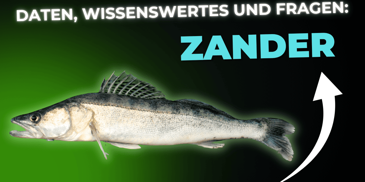 Lebensmittel-Wissen: Zander