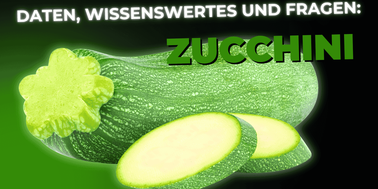 Lebensmittel-Wissen: Zucchini
