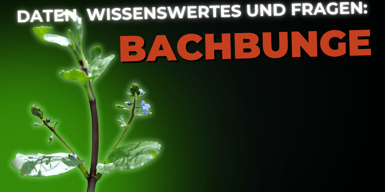 Lebensmittel-Wissen: die Bachbunge