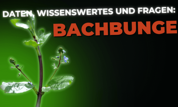 Lebensmittel-Wissen: die Bachbunge