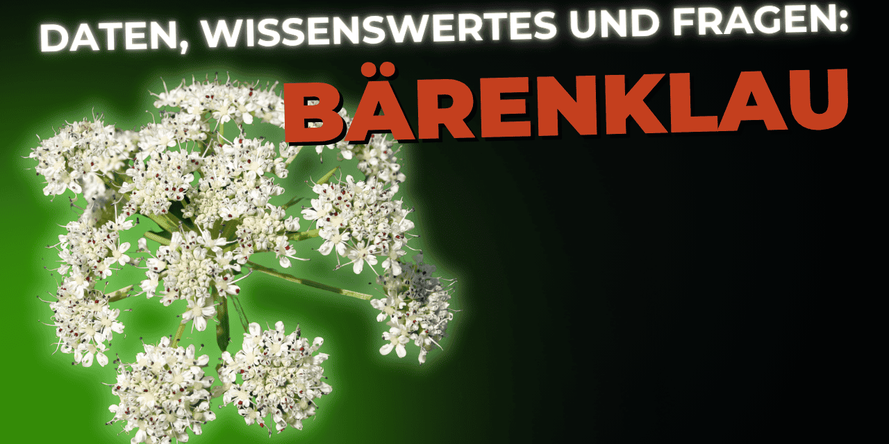 Lebensmittel-Wissen: der gemeine Bärenklau