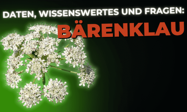 Lebensmittel-Wissen: der gemeine Bärenklau