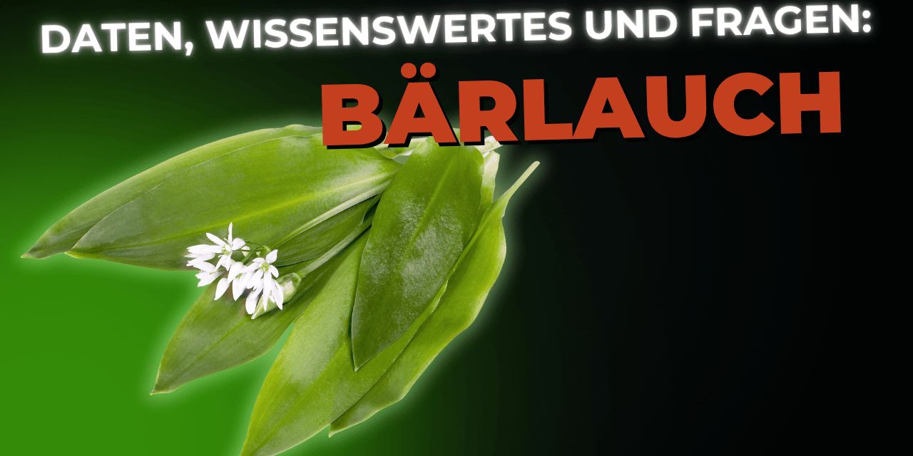 Lebensmittel-Wissen: Bärlauch