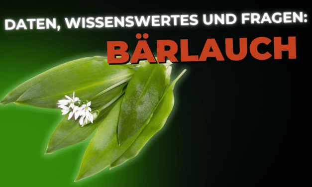 Lebensmittel-Wissen: Bärlauch