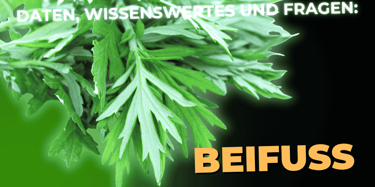 Lebensmittel-Wissen: der Beifuß