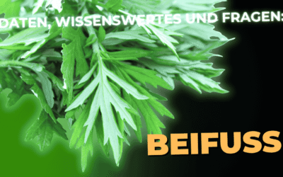Lebensmittel-Wissen: der Beifuß