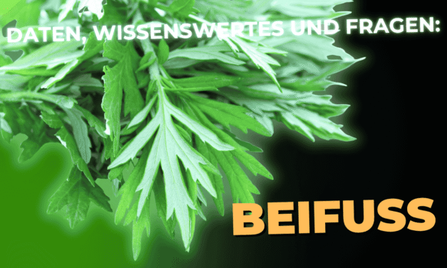 Lebensmittel-Wissen: der Beifuß