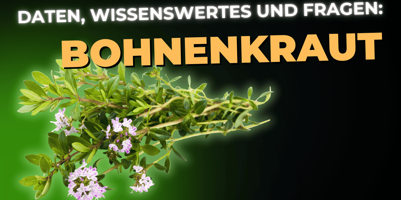Lebensmittel-Wissen: Bohnenkraut