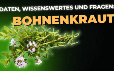 Lebensmittel-Wissen: Bohnenkraut