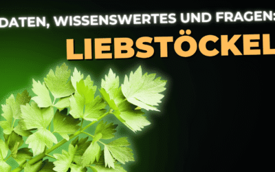 Lebensmittel-Wissen: Liebstöckel
