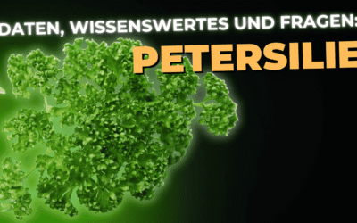 Lebensmittel-Wissen: Petersilie