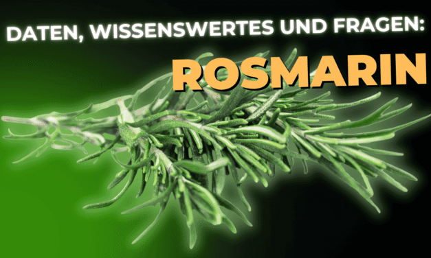 Lebensmittel-Wissen: Rosmarin