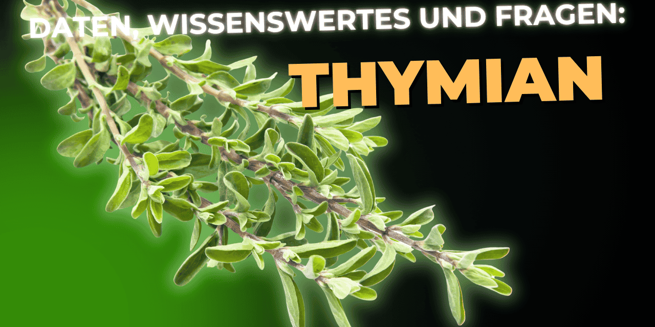 Lebensmittel-Wissen: Thymian