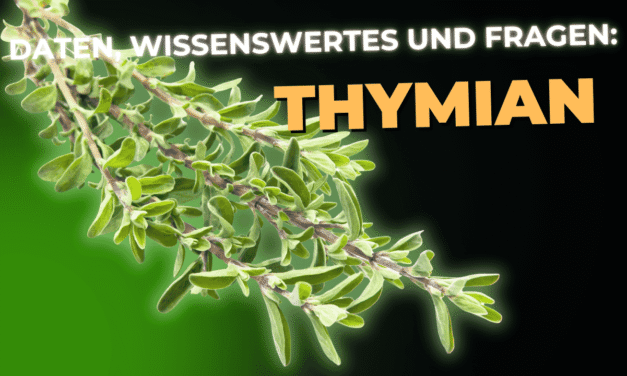Lebensmittel-Wissen: Thymian