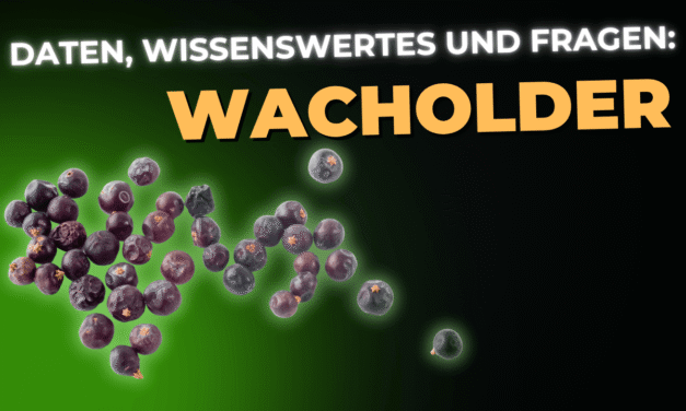 Lebensmittel-Wissen: Wacholder