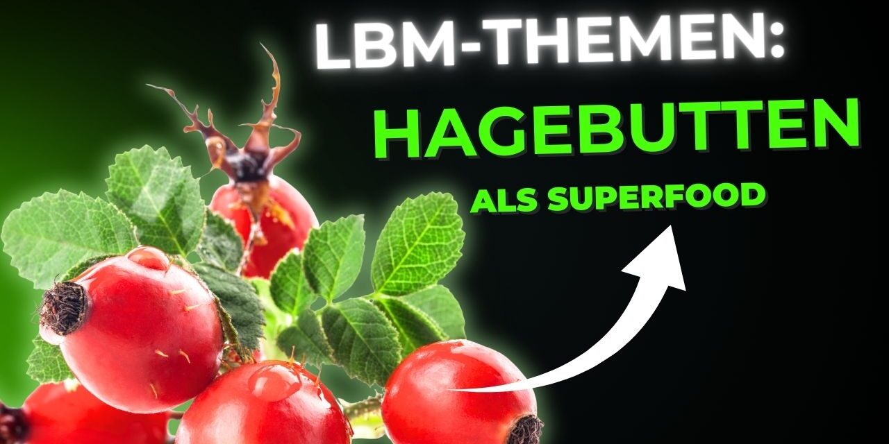 Hagebutten: Das rote Gold des Herbstes und seine Superkräfte
