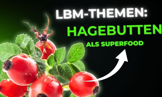 Hagebutten: Das rote Gold des Herbstes und seine Superkräfte